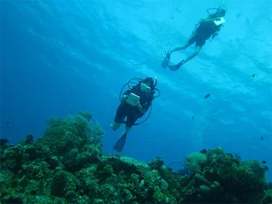Students scuba diving to collect data on coral reefs
