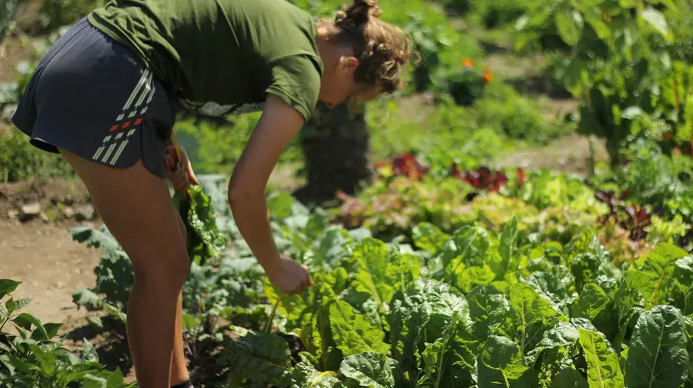 from farm to table